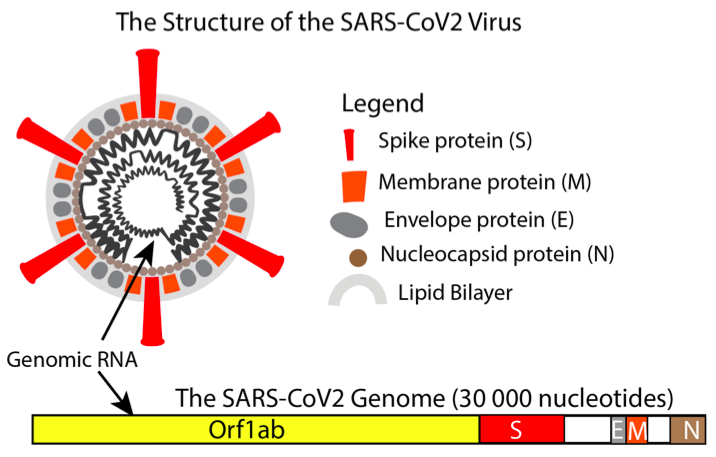 Structure of the SARS-CoV2 Virus