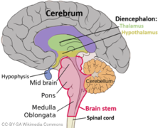 ToC Image: Anatomy of the Human Brain