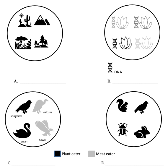 ToC Image: Representations of Biodiversity