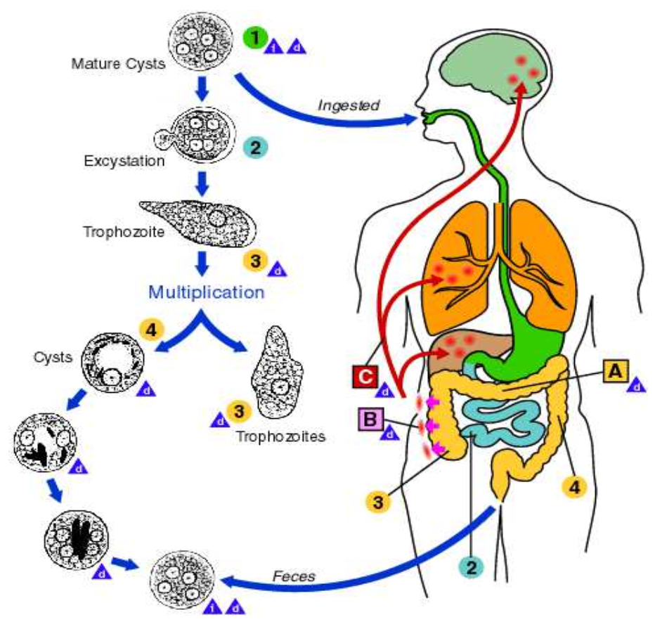 ToC Image: Life Cycle of Amoebic Parasites in the Human Body