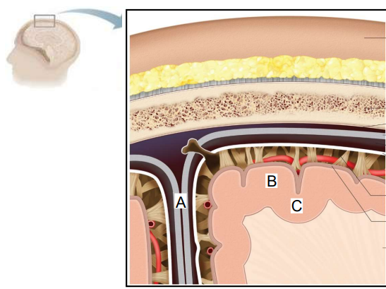 ToC Image: Layers of brain protection