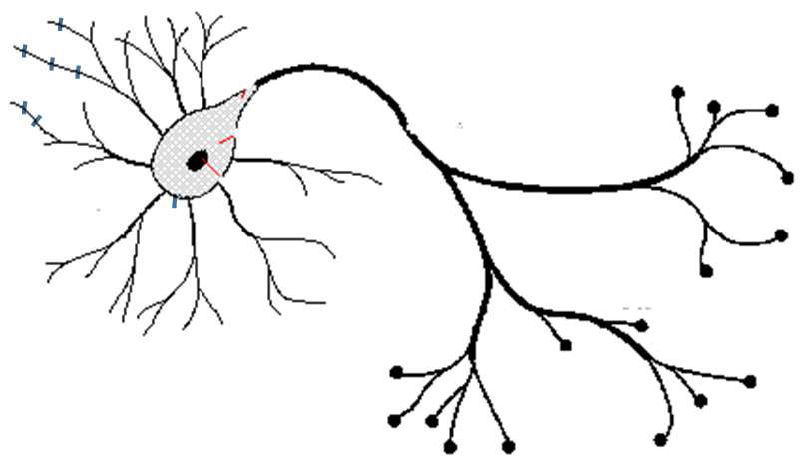 ToC Image: neuron structure