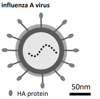 ToC Image: Influenza A virus