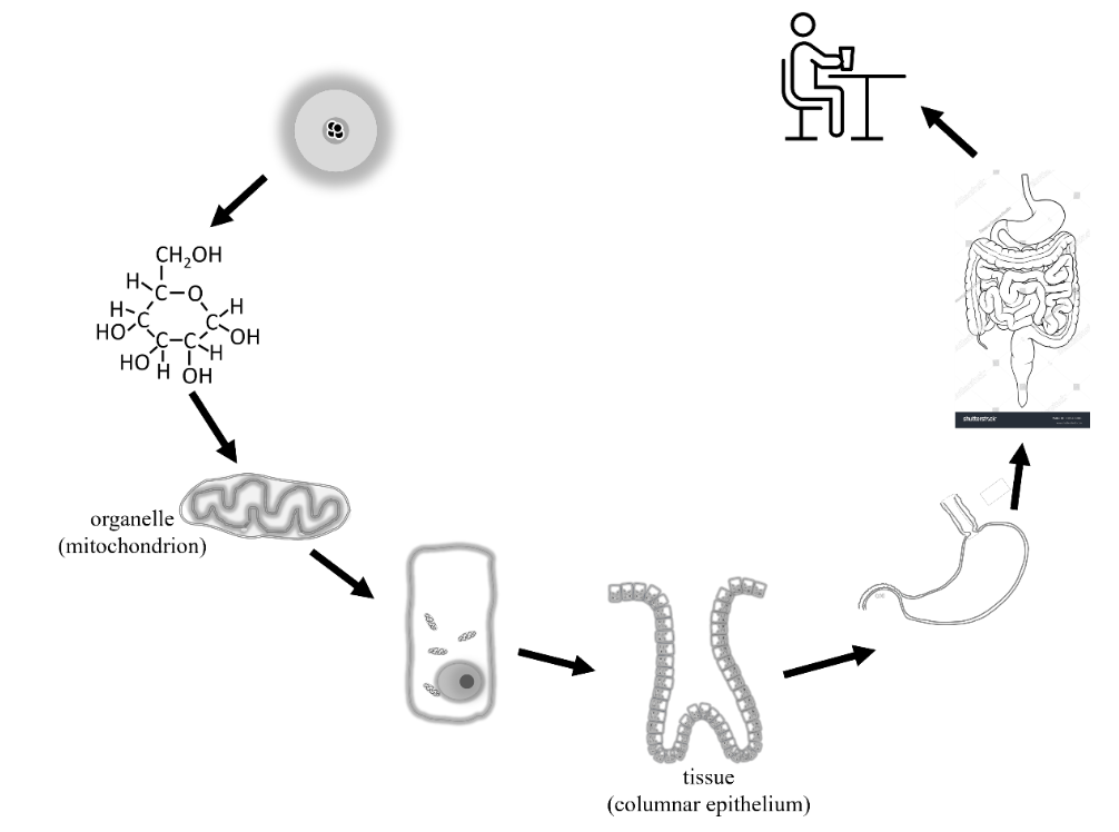 ToC: Levels of organization in multicellular organisms