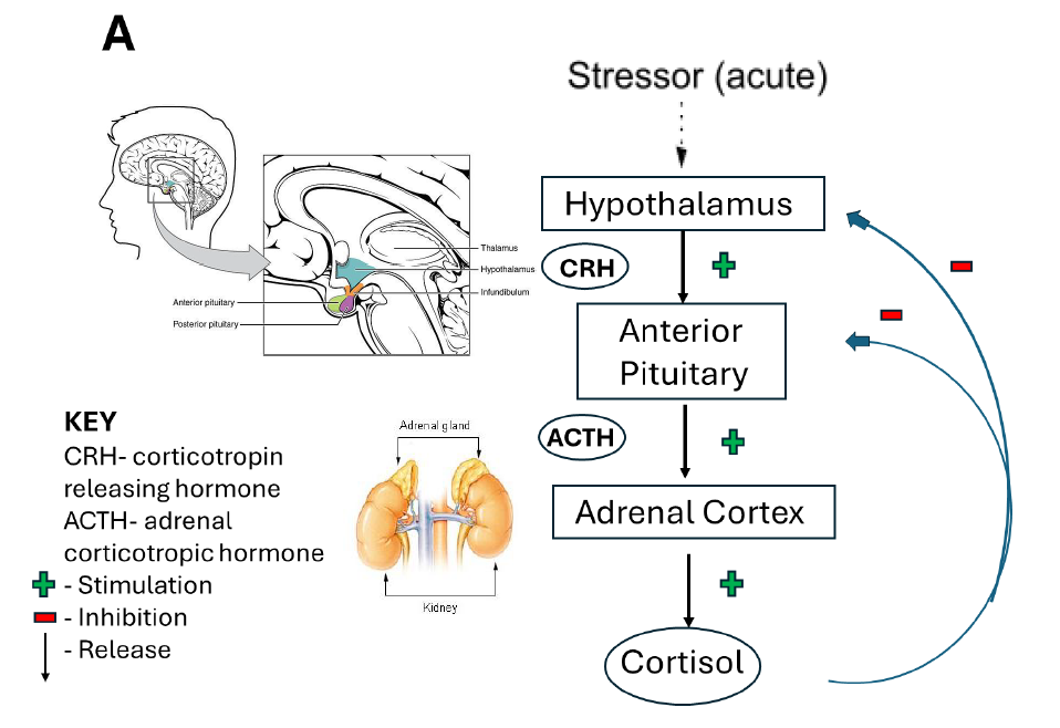 ToC Image: HPA control of cortisol release