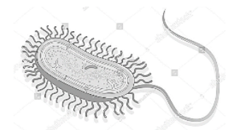 ToC: Prokaryote Cell