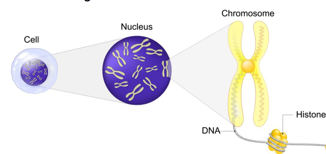 ToC Image: DNA on histones in chromosome in the nucleus of the cell