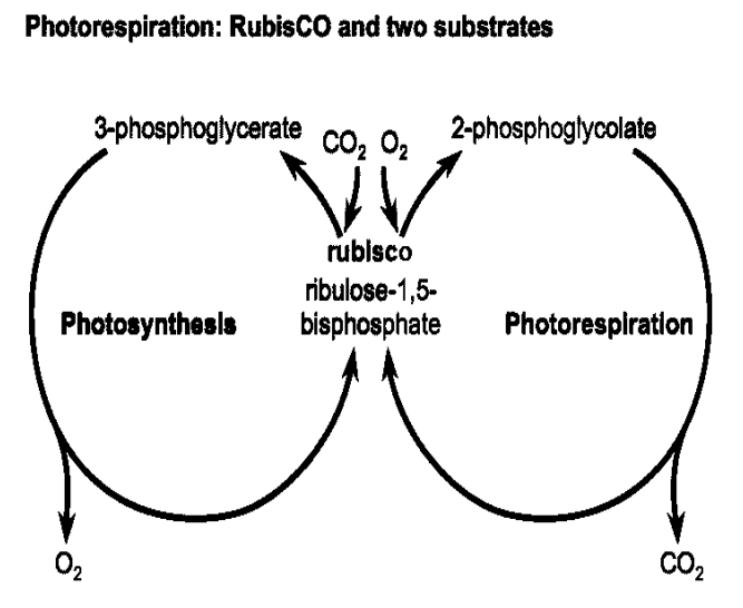 ToC Image: photorespiration