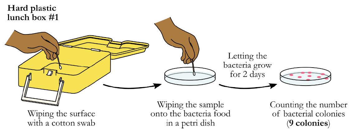 ToC Image: Swabbing lunch box bacteria